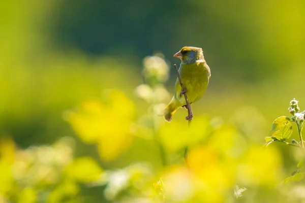 Colorido Pájaro Jilguero Chloris Chloris Cantando Primavera — Foto de Stock