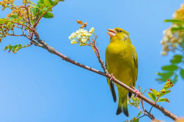 Barevný Pěnkavý Pták Chloris Chloris Zpívající Jaře — Stock fotografie