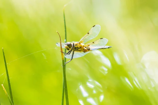 Close Four Spotted Chaser Libellula Quadrimaculata Four Spotted Skimmer Dragonfly — Stock Photo, Image