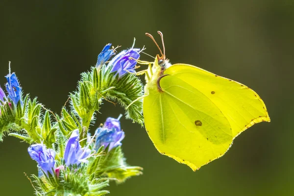 Common Brimstone Butterfly Gonepteryx Rhamni Feeding Nectar Butterfly Bush Buddleja — Stock Photo, Image