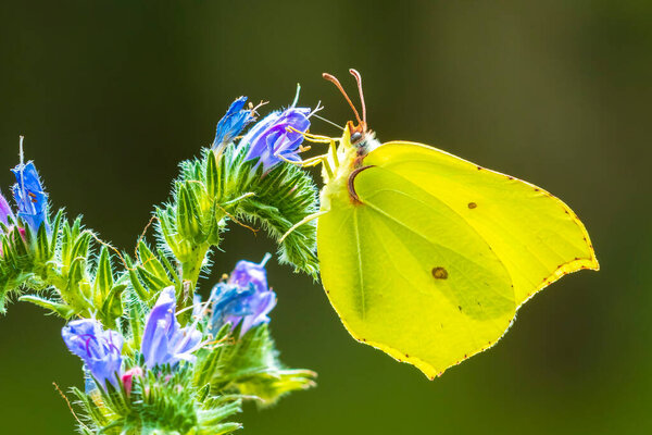A common brimstone butterfly, gonepteryx rhamni, feeding nectar from a butterfly-bush or Buddleja