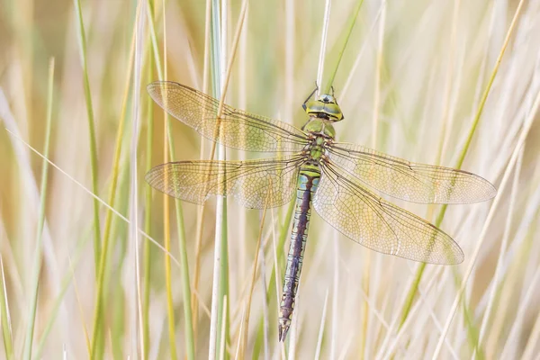 Closeup Emperor Dragonfly Blue Emperor Anax Imperator Male Resting Vegetation — Stock Photo, Image