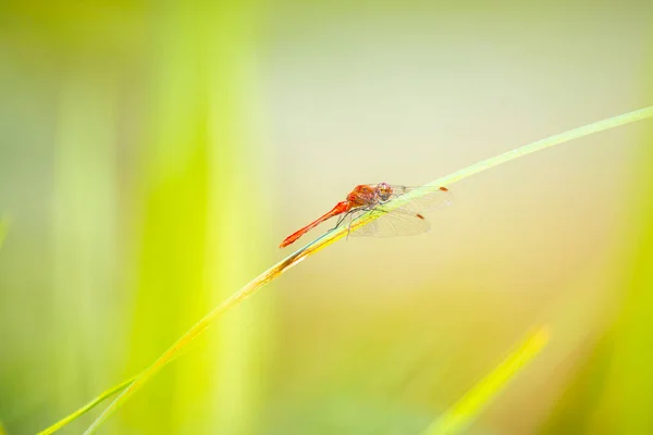 Nahaufnahme Eines Rötlichen Darters Sympetrum Sanguineum Der Der Sonne Auf — Stockfoto