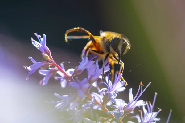 欧米のミツバチやヨーロッパのミツバチの閉鎖紫色の花の蜜を供給するApisメリフレラ — ストック写真