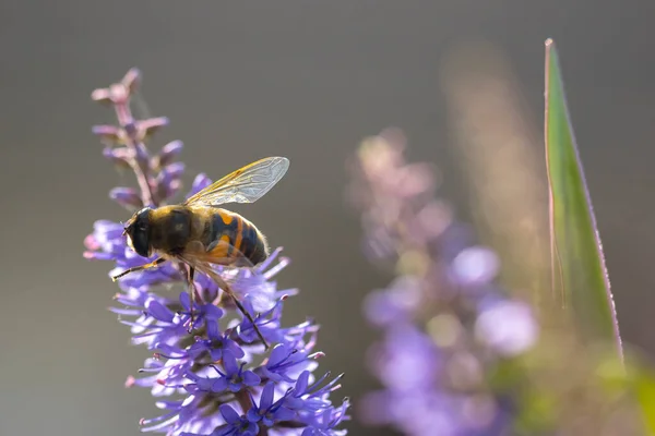 Nahaufnahme Einer Westlichen Honigbiene Oder Einer Europäischen Honigbiene Apis Mellifera — Stockfoto