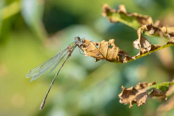 Détail Gros Plan Une Demoiselle Émeraude Saule Occidental Chalcolestes Viridis — Photo