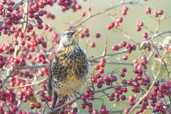 Campo Turdus Pilaris Pássaro Comendo Bagas Arbusto Espinheiro Durante Temporada — Fotografia de Stock