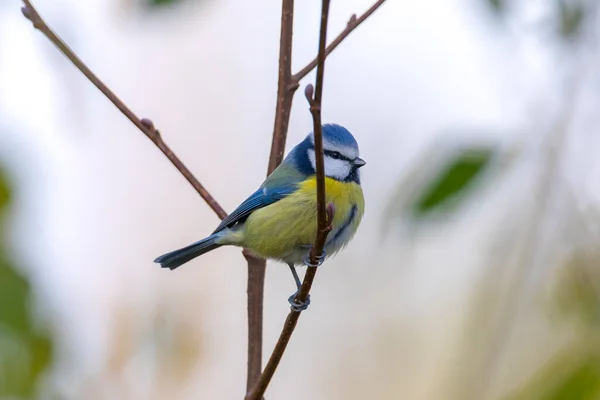 Eurasian Blue Tit Cyanistes Caeruleus Eating Berries Bush Autumn Season — Stock Fotó