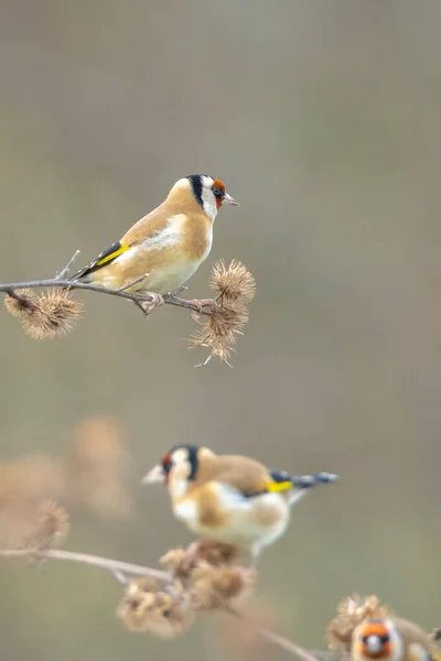 Pájaro Jilguero Europeo Carduelis Carduelis Encaramado Comiendo Alimentando Semillas Durante — Foto de Stock