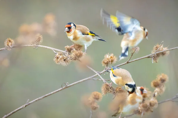 Evropský Pták Zlatoploutvý Carduelis Carduelis Sedící Jedoucí Krmící Semena Během — Stock fotografie