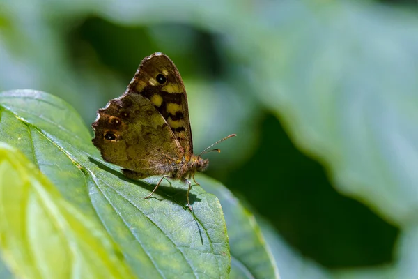 Vue Latérale Papillon Moucheté Bois Pararge Aegeria Reposé Sur Une — Photo