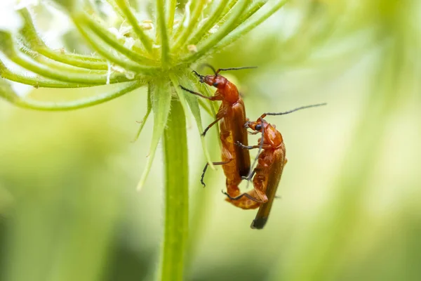 Dos Escarabajo Soldado Rojo Común Rhagonycha Fulva Apareándose Hierba —  Fotos de Stock