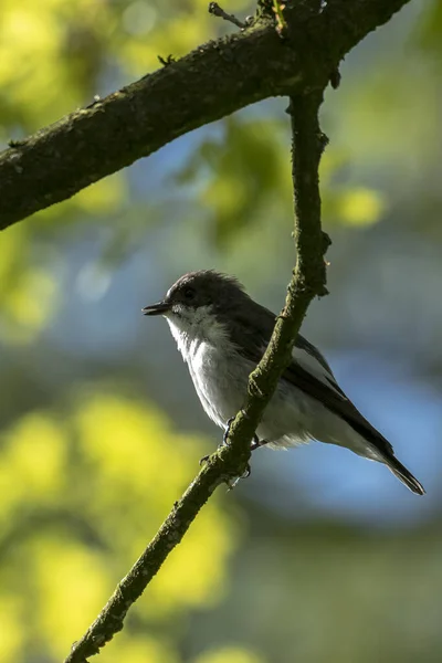 Närbild Europeisk Pied Flycatcher Fågel Ficedula Hypoleuca Sittande Gren Sjunger — Stockfoto