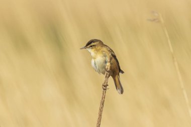 Avrasya sazlık bülbülü Acrocephalus scirpaceus kuş güneş doğarken sazlıklarda ötüyor. Bahar mevsimi