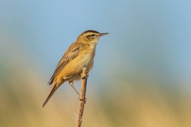 Sedge warbler Acrocephalus schoenobaenus bird gün doğumunda sazlıklarda ötüyor. Bahar mevsimi