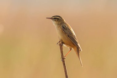 Sedge Warbler kuşuna yakın olan Acrocephalus schoenobaenus üreme mevsiminde bir dişiyi cezbetmek için şarkı söyler.