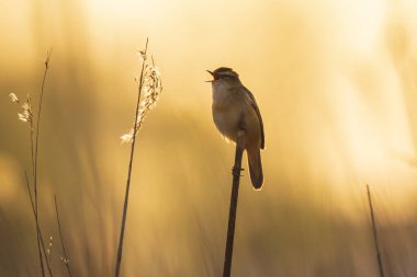 Sedge Warbler kuşuna yakın olan Acrocephalus schoenobaenus üreme mevsiminde bir dişiyi cezbetmek için şarkı söyler.