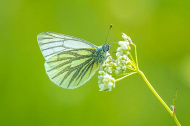 Yeşil damarlı beyaz kelebek, Pieris napi, Anthriscus Sylvestris 'in beyaz çiçekleri üzerinde dinleniyor, inek maydanozu olarak bilinir, otçul bir bienal veya kısa ömürlü bir bitkidir. 
