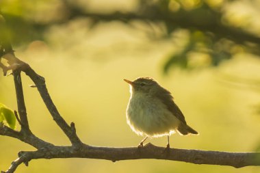 Yaygın bir chiffchaff kuşunun yakın çekimi Phylloscopus collybita, güzel bir yaz akşamında yeşil, canlı bir arka planda yumuşak bir ışık ile şarkı söylüyor..