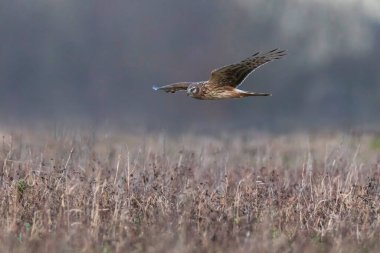 Dişi Hen harrier, Circus siyaneus, ya da kuzey harrier soğuk bir kış boyunca çayırda avlanıyor.