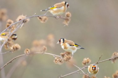 Avrupa ispinoz kuşu, Carduelis carduelis, kış mevsiminde tünemiş, yemiş ve tohum yemiştir.