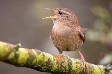 Avrasya Wren kuşunun yakın çekimi, Troglodit trogloditleri, bahar zamanı bir ormanda öten kuş.