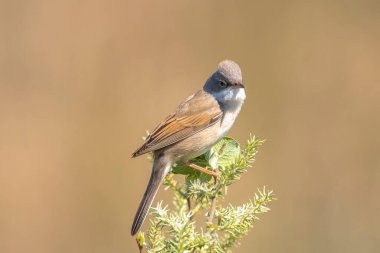Beyazboğaz kuşu Sylvia Communis, yeşil bir çayırda yiyecek arıyor.
