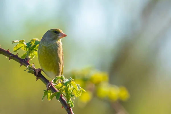 カラフルな緑の鳥春のクロリスの歌 — ストック写真