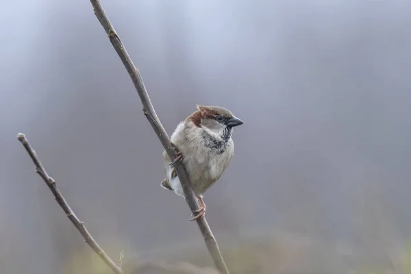 House Sparrow Bird Passer Domticus 헤지에서 먹이를 — 스톡 사진