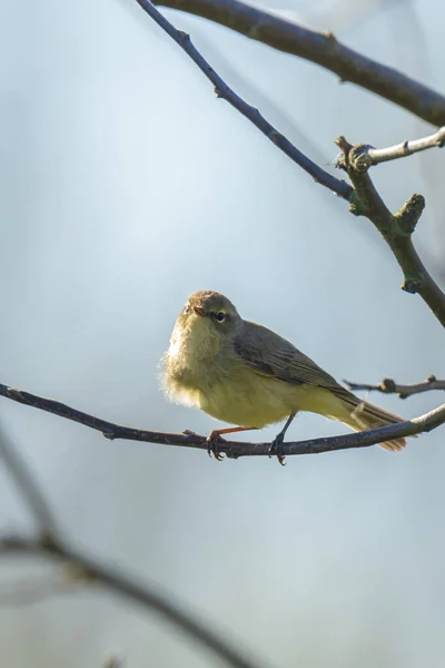 Närbild Willow Warbler Fågel Phylloscopus Trochilus Sjunga Vacker Sommarkväll Med — Stockfoto