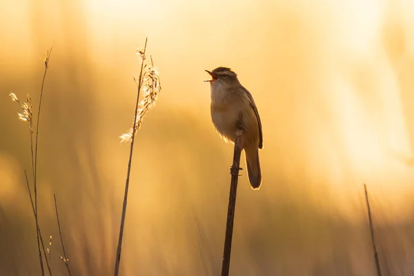 Närbild Sedge Warbler Fågel Acrocephalus Schoenobaenus Sjunga För Att Locka — Stockfoto