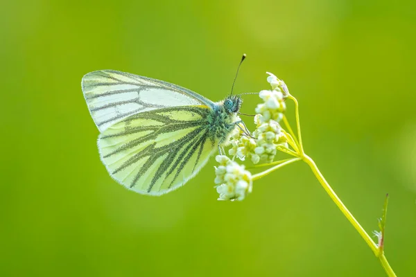 Πράσινη Veined Λευκή Πεταλούδα Pieris Napi Αναπαύεται Ένα Λιβάδι Λευκά — Φωτογραφία Αρχείου