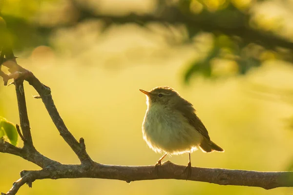 Zbliżenie Wspólnego Ptaka Szyfra Phylloscopus Collybita Śpiewającego Piękny Letni Wieczór — Zdjęcie stockowe