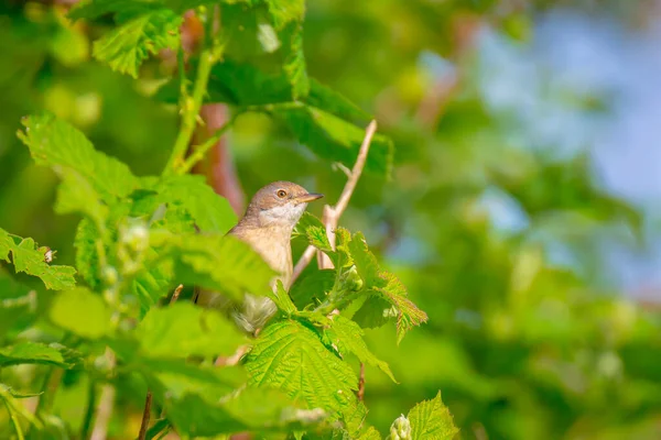 Detailní Záběr Ptáka Bělohrdého Sylvia Communis Hledající Potravu Zelené Louce — Stock fotografie