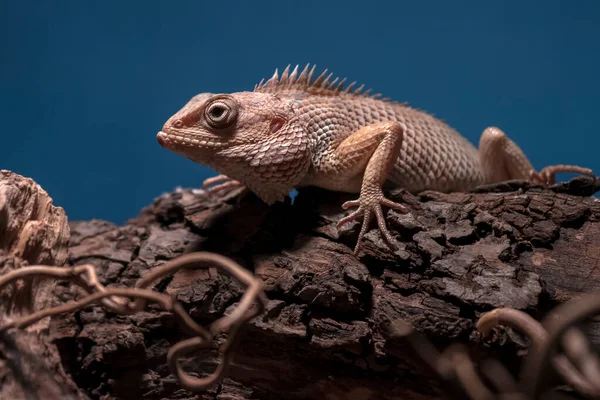 Lagarto Jardín Oriental Lagarto Jardín Oriental Chupasangre Lagarto Cambiante Calotes —  Fotos de Stock