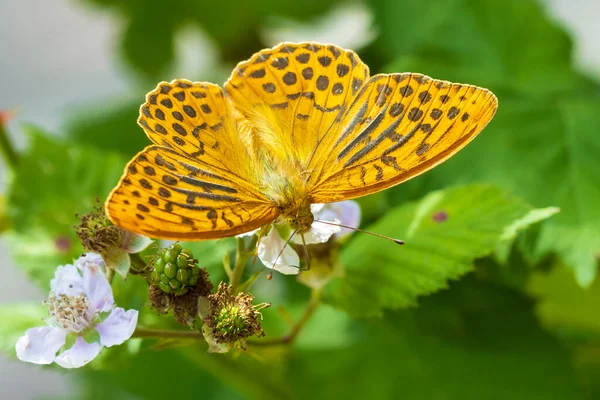 Closeup of a Silver-washed fritillary male butterfly, Argynnis paphia,. This specie extinct in Holland but is making a comeback the last years due to climate change.