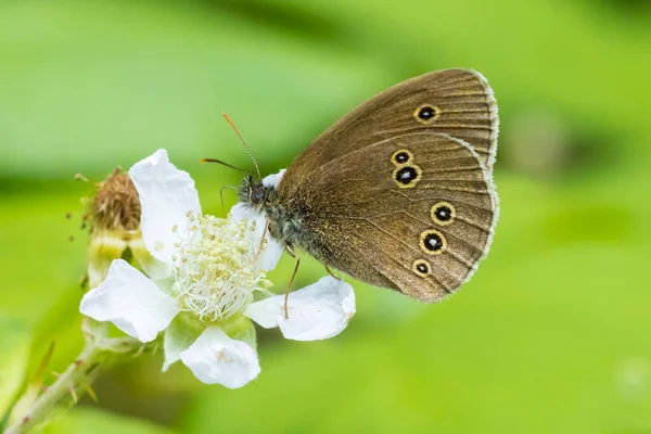 Gros Plan Papillon Annelet Aphantopus Hyperantus Reposant Dans Une Prairie — Photo