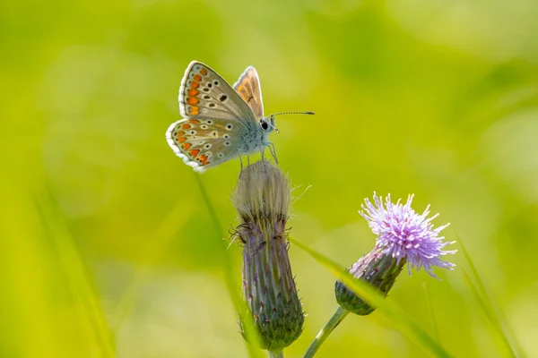 Temprano Mañana Mariposa Azul Común Polyommatus Icarus Polinizando Una Flor — Foto de Stock