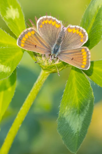 Gros Plan Papillon Argus Brun Aricia Agestis Pollinisant Dans Champ — Photo