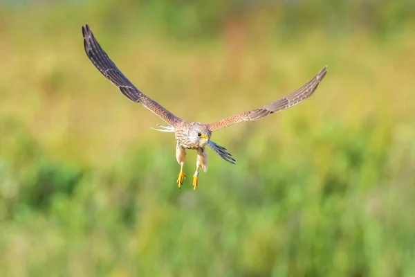 Nahaufnahme Porträt Eines Turmfalkenweibchens Falco Tinnunculus Bei Der Flugjagd — Stockfoto