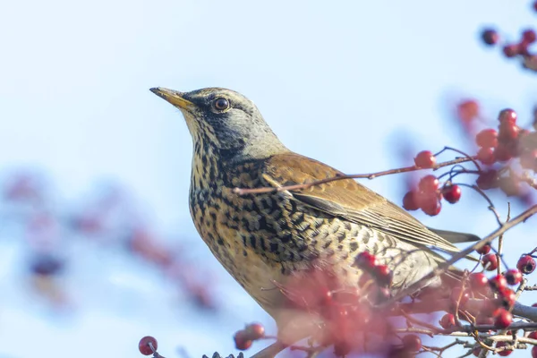 Campo Turdus Pilaris Pássaro Comendo Bagas Arbusto Espinheiro Durante Temporada — Fotografia de Stock