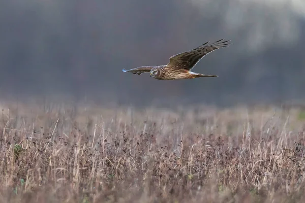 Gallina Hembra Harrier Circus Cyaneus Harrier Norte Cazando Sobre Prado — Foto de Stock