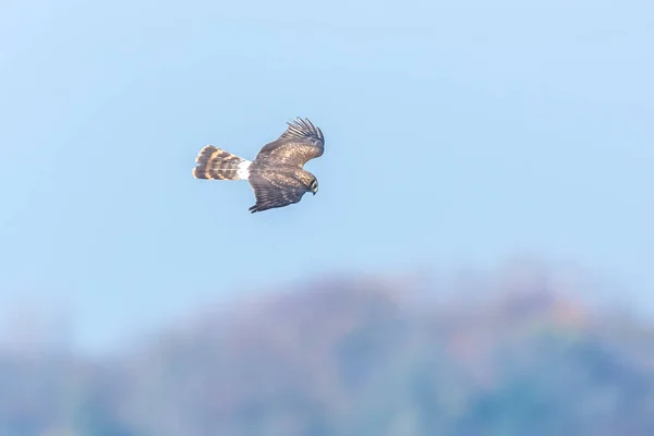 Hühnerweihe Zirkus Cyaneus Oder Rohrweihe Jagen Während Eines Kalten Winters — Stockfoto