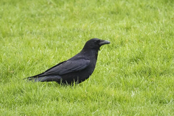 Nahaufnahme Einer Aaskrähe Corvus Corone Schwarzer Vogel Hockt Gras — Stockfoto