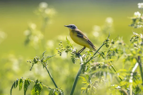 Primer Plano Pájaro Cola Amarilla Occidental Macho Motacilla Flava Cantando — Foto de Stock