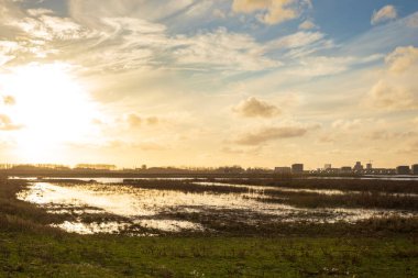 Hollanda 'daki de Nieuwe Driemanspolder adlı yeni doğa manzarasında yeni bir orman yetiştirmek için genç ağaçlar dikiyorlar.