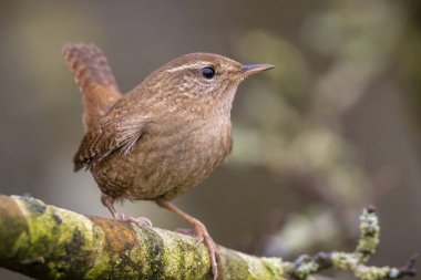 Avrasya Wren kuşunun yakın çekimi, Troglodit trogloditleri, bahar zamanı bir ormanda öten kuş.