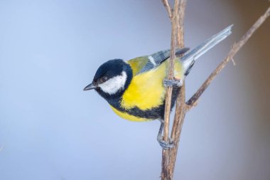 Closeup of a Great tit bird, Parus major, foraging in snow, beautiful cold Winter setting