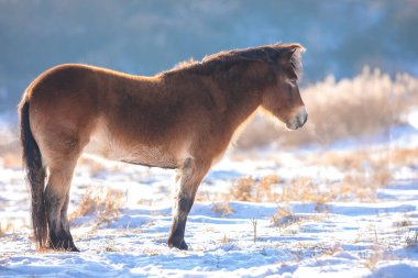 Karda otlayan bir midilli, soğuk kış manzarası ve açık mavi gökyüzü...
