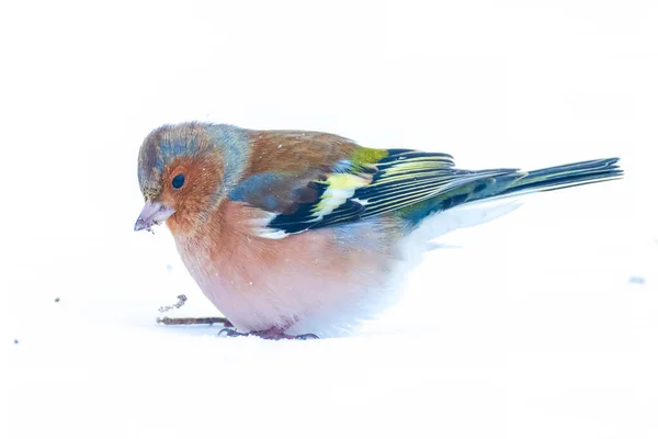 Closeup of a male chaffinch, Fringilla coelebs, foraging in snow, beautiful cold Winter setting
